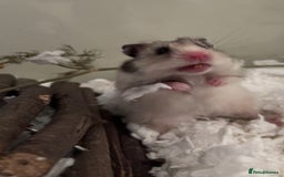 Hamster rodents for sale: Long haired Syrian hamster  - Advert 3