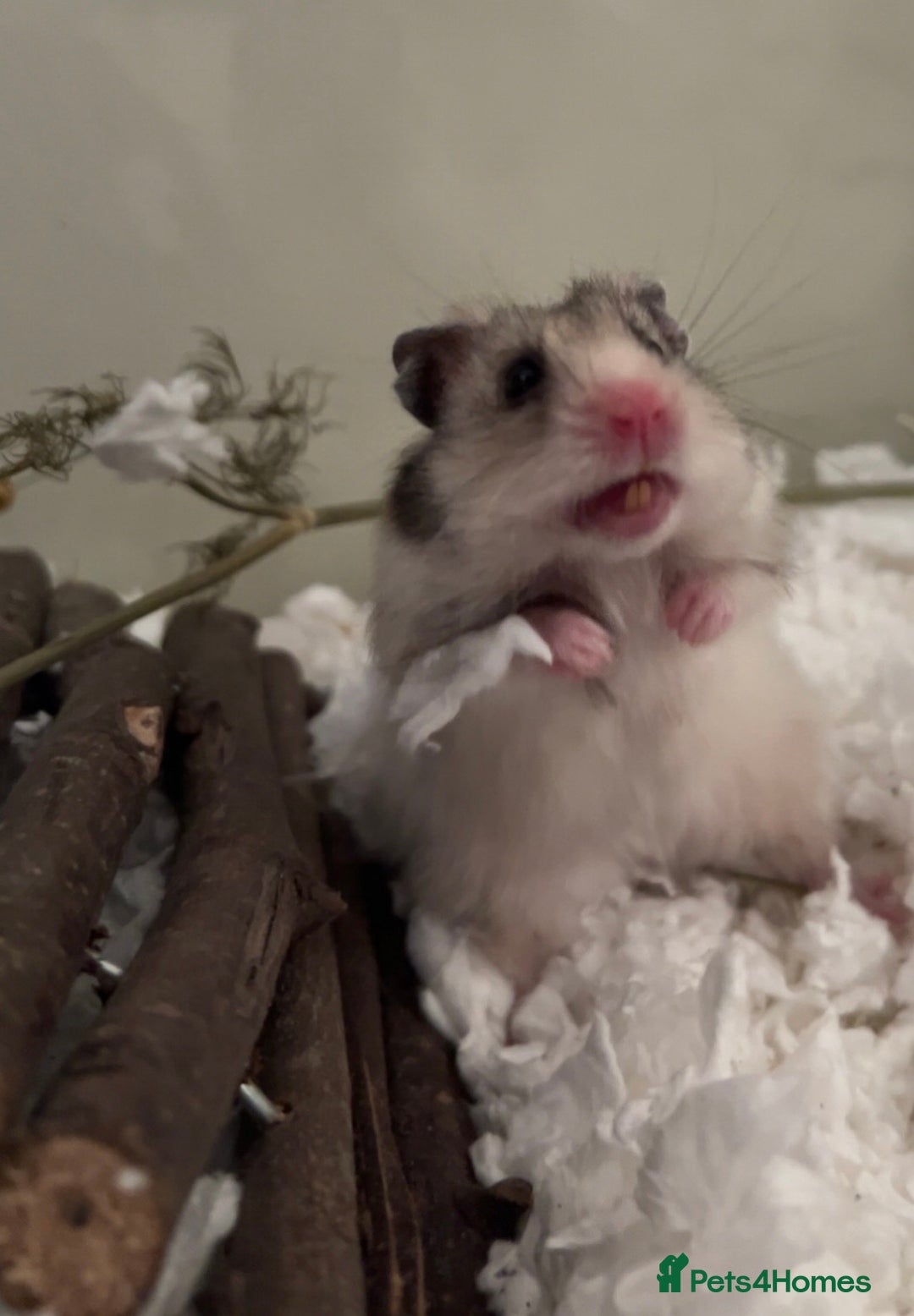 Hamster rodents for sale: Long haired Syrian hamster  - Advert 3