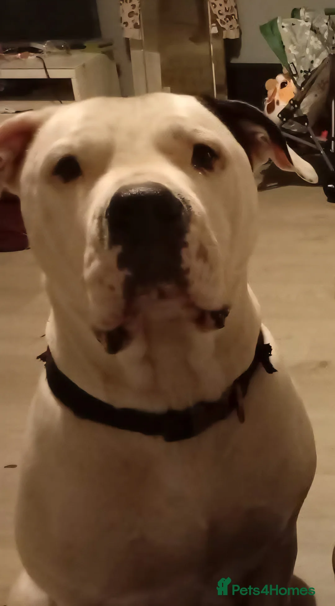 Mixed Breed dogs for sale: His name is dion - Advert 1