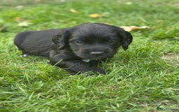 Cocker Spaniel dogs for sale: Cocker Spaniel Puppies looking for the best homes - Image 28