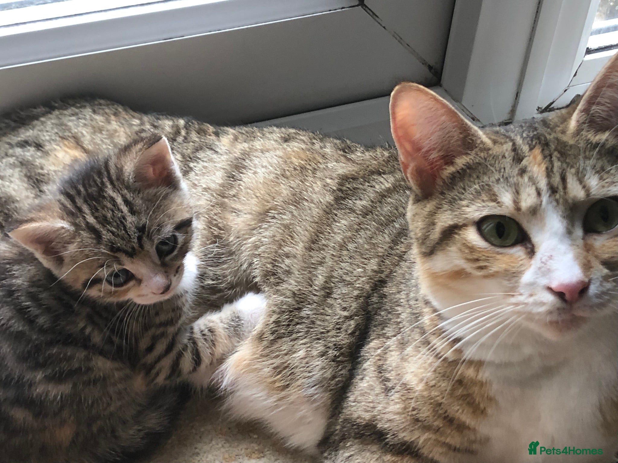Mixed Breed cats 5 beautiful kittens looking for new homes - Advert 9