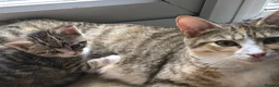 Mixed Breed cats for sale: 5 beautiful kittens looking for new homes - Advert 1