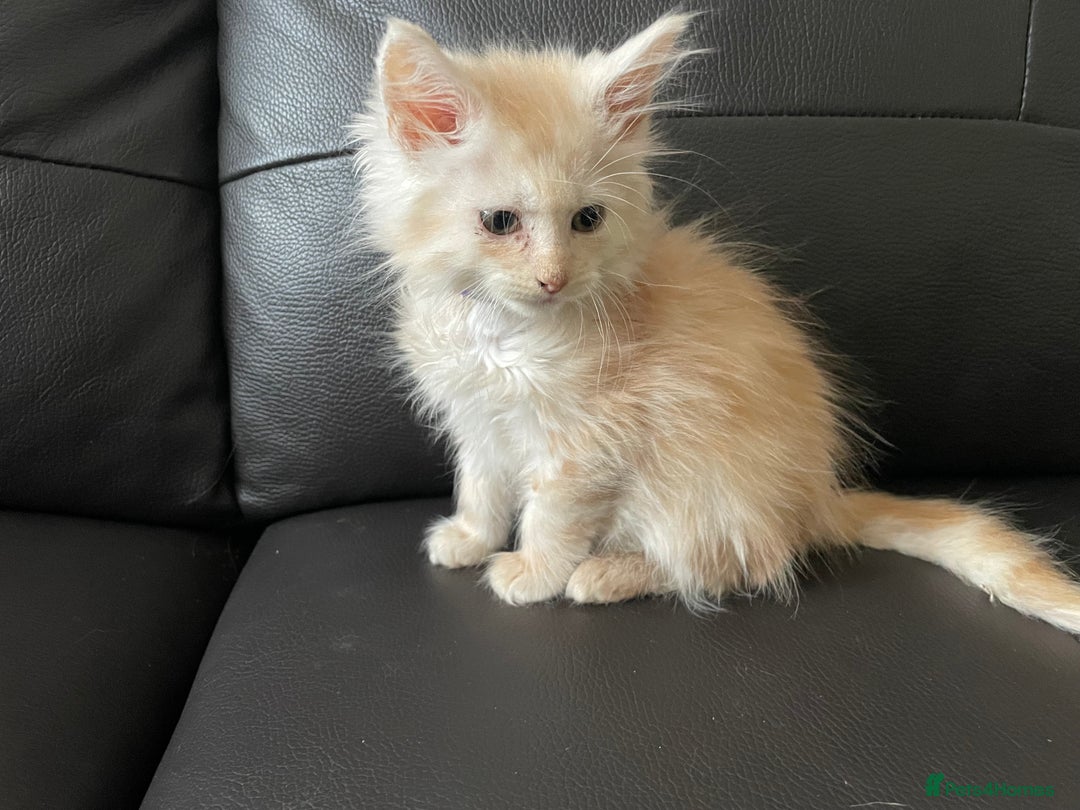 Maine Coon cats for sale: Maine Coon Cross Kittens  - Image 33