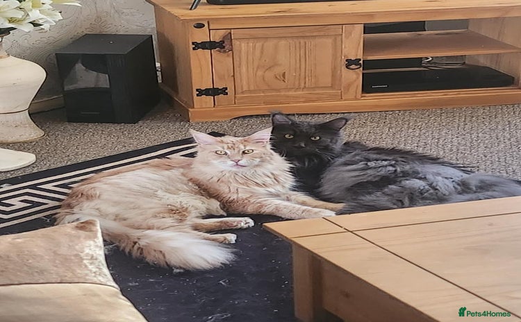 Maine Coon cats - Advert 15