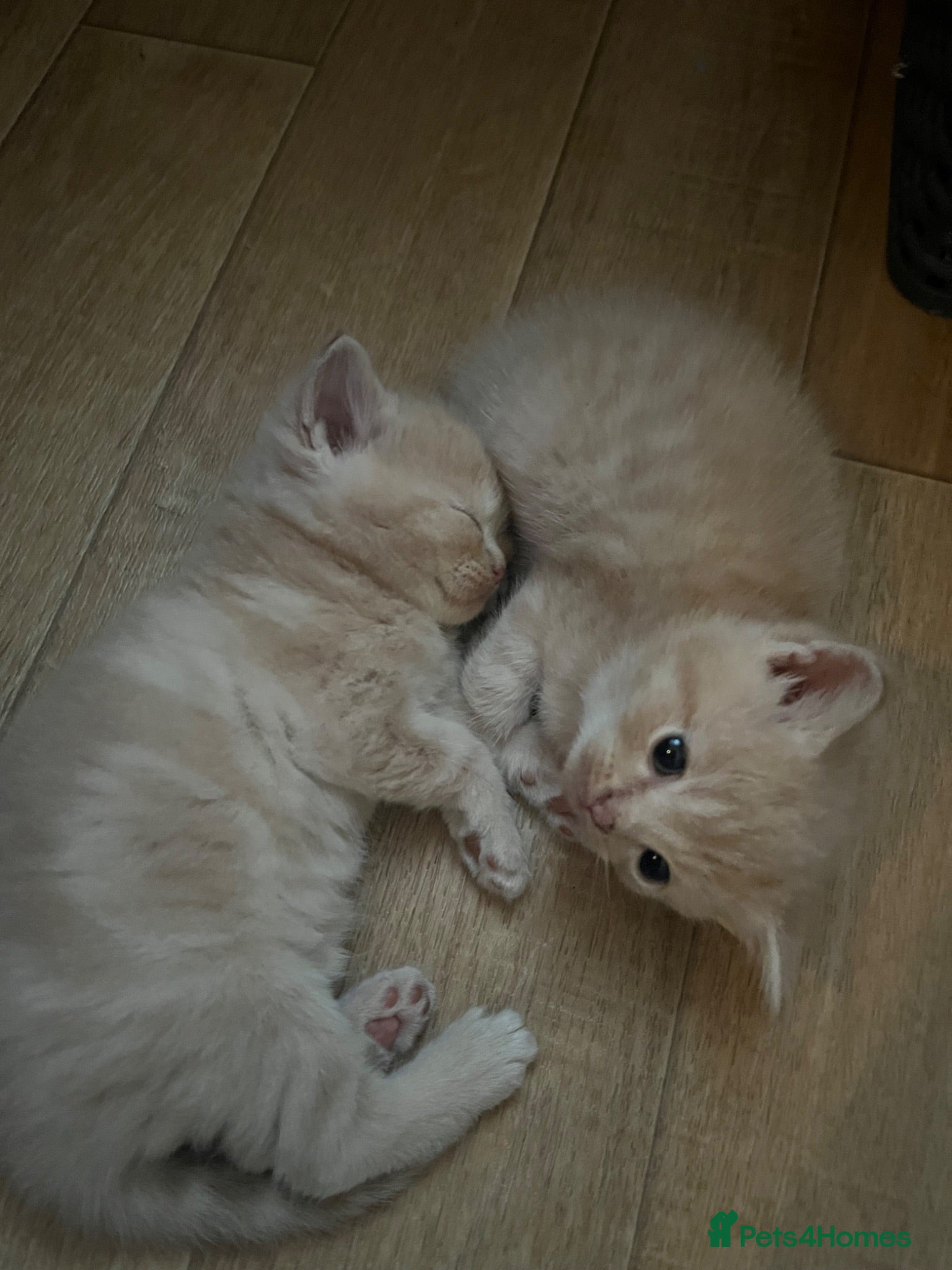 Mixed Breed cats Exotic kittens  - Advert 5