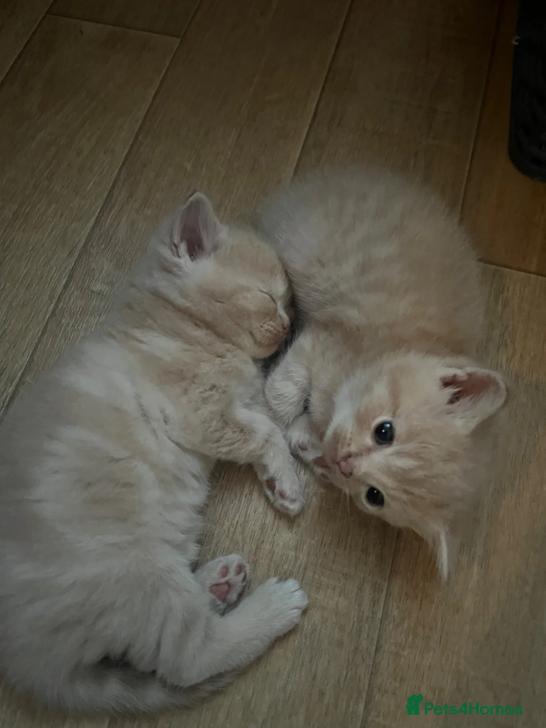 Mixed Breed cats for sale: Exotic kittens  in Portsmouth - Advert 1