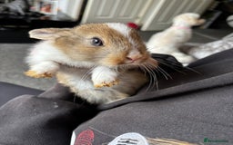 Mixed Breed rabbits for sale: Bunnies for sale  - Image 10