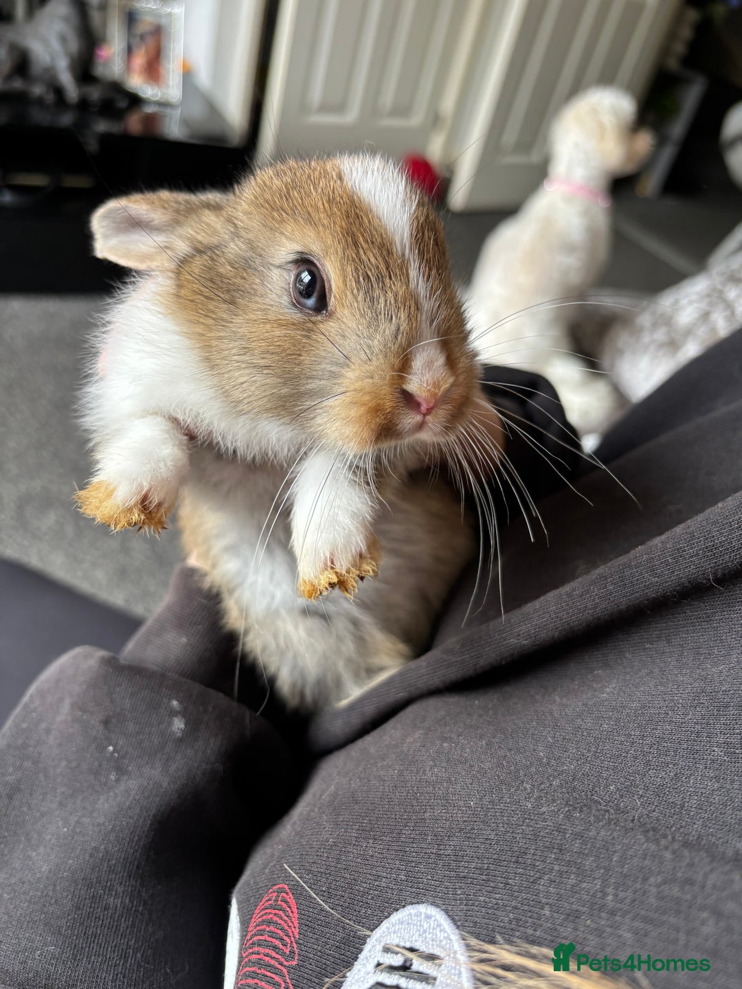 Mixed Breed rabbits for sale: Bunnies for sale  - Image 10