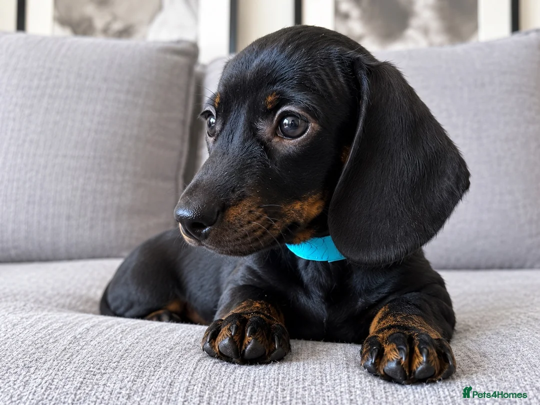 Miniature Dachshund dogs for sale: READY TO GO Stunning true mini KC Dachshund - Advert 2