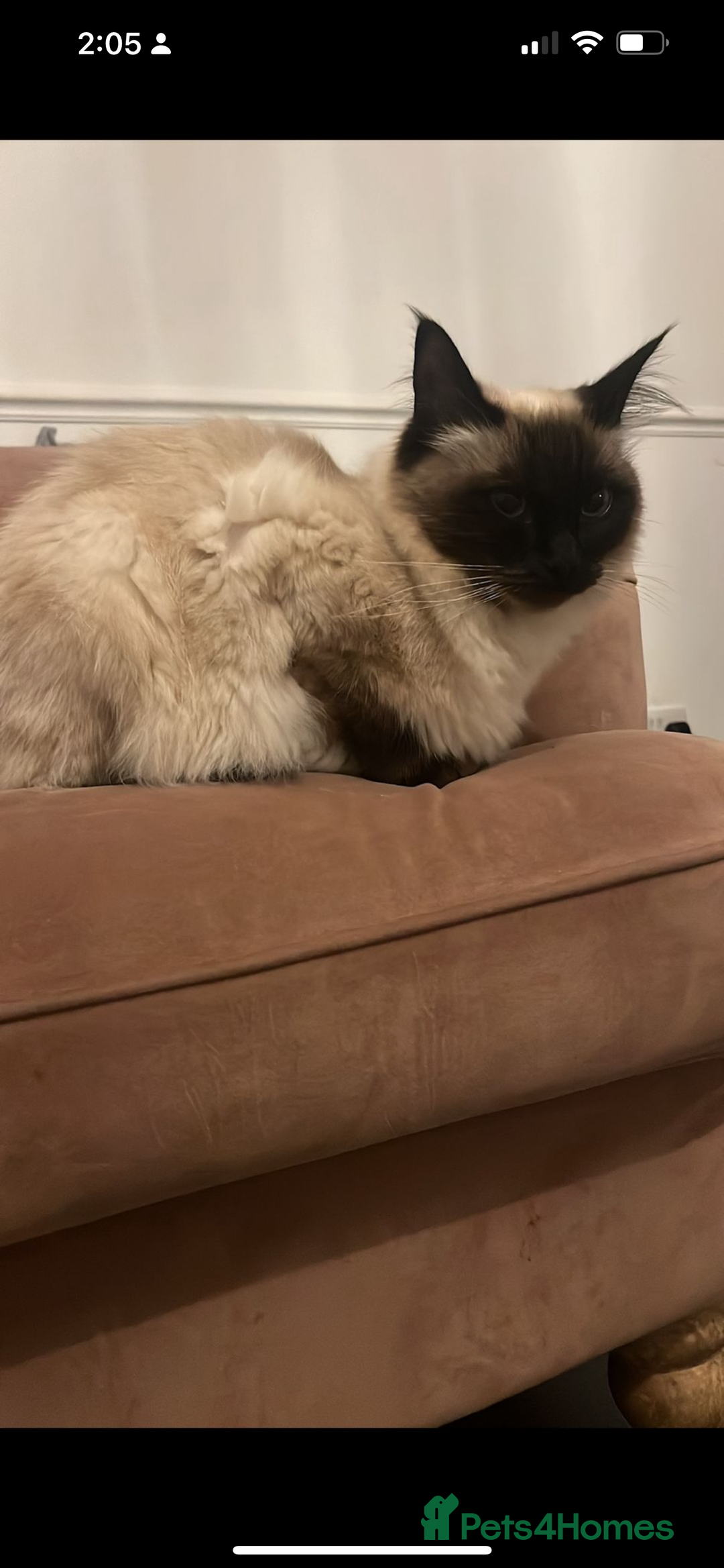 Ragdoll cats for sale: Ragdoll  - Image 2