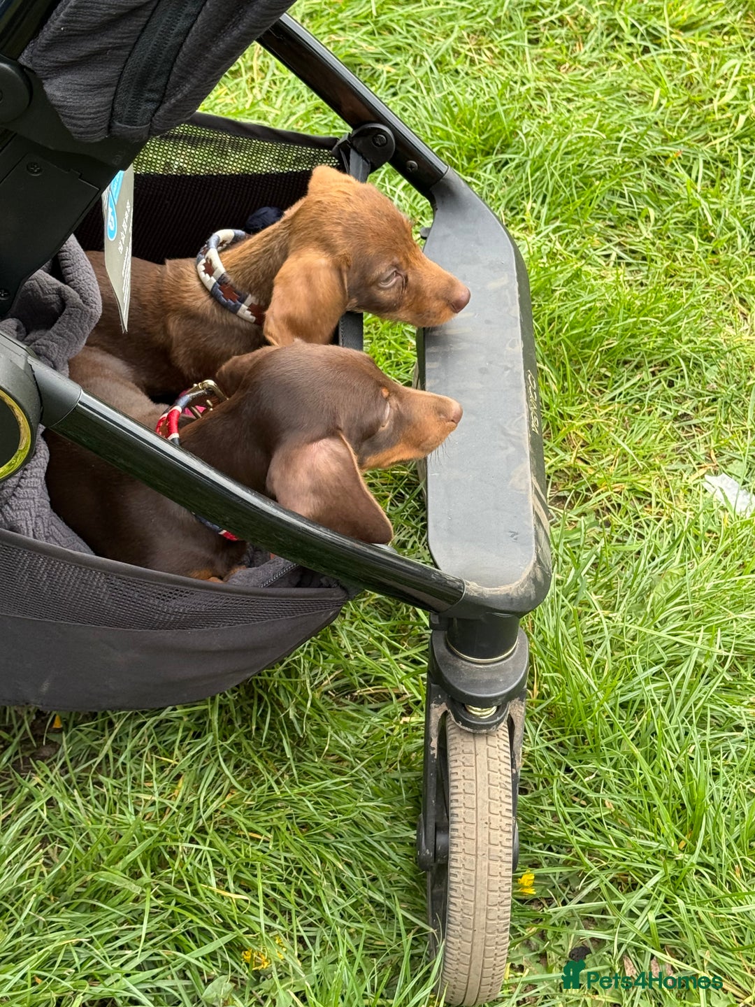 Miniature Dachshund dogs for sale: 8 months wire haired red teckel mini Daschund  - Image 3