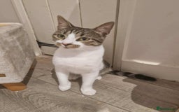 Mixed Breed cats for adoption: Nemo is looking for a home! - Image 1