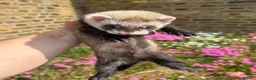 Ferret rodents for sale: Ferret kits  - Advert 7