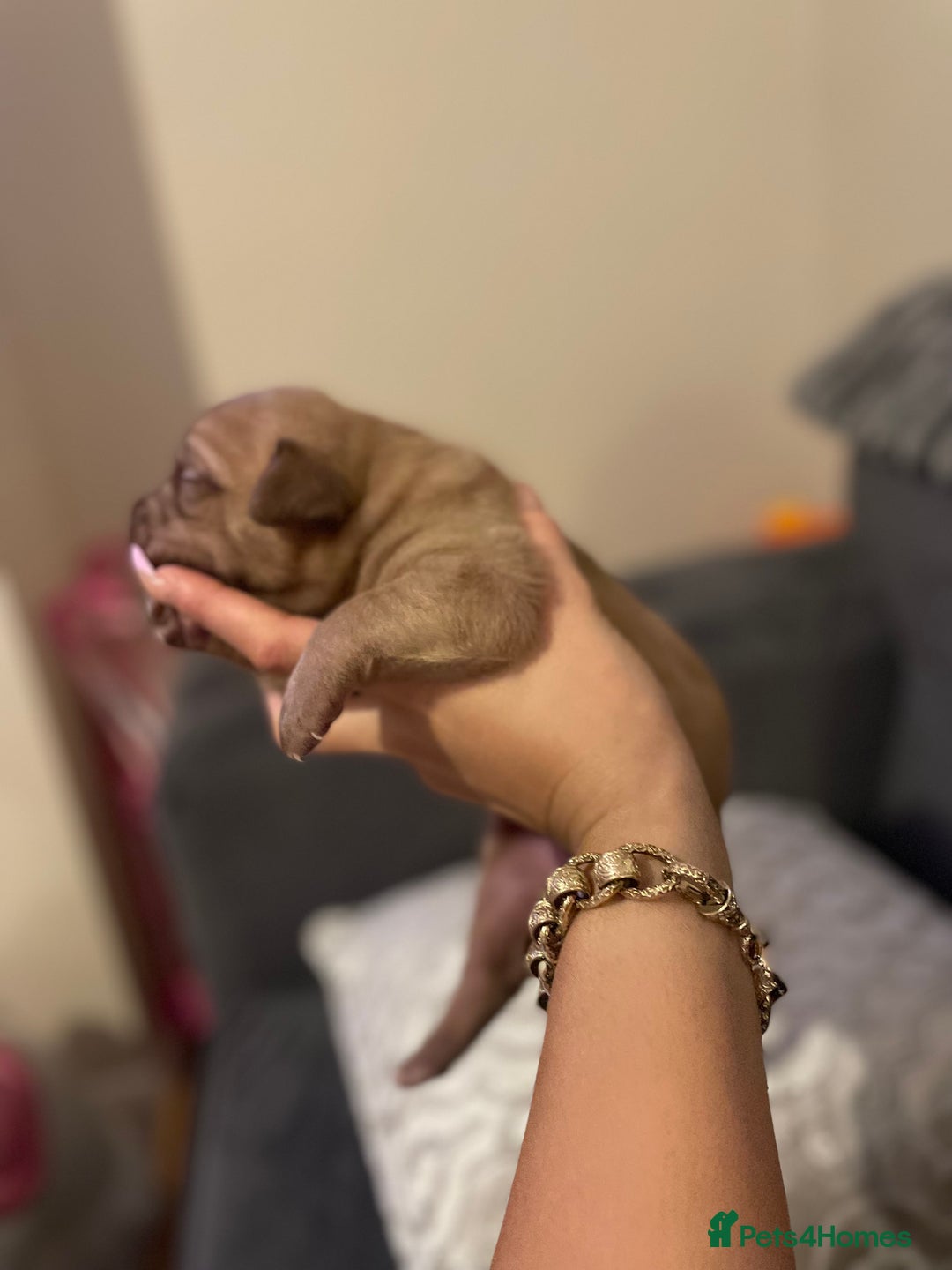 Dogue De Bordeaux dogs for sale: 3 beautiful dogue de bordeaux puppies for sale - Advert 10
