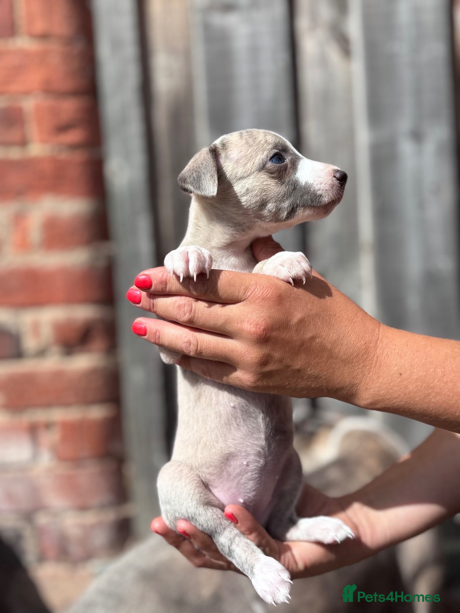 Whippet dogs Beautiful chunky KC blue fawn brindle whippet pups - Advert 1