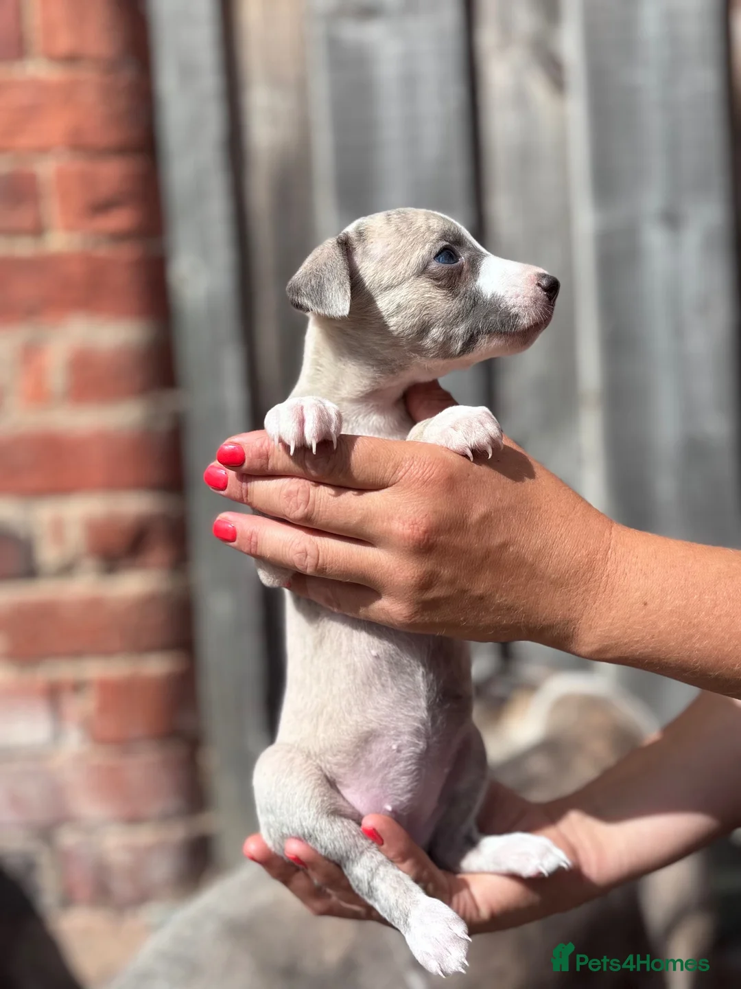 Whippet dogs for sale: Beautiful chunky KC blue fawn brindle whippet pups in Market Harborough - Advert 1