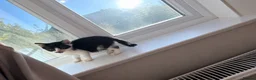 Mixed Breed cats for sale: Beautiful kittens ready for loving homes  - Advert 5