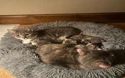 British Shorthair cats for sale: Kitten for sale 8 weeks - Image 2