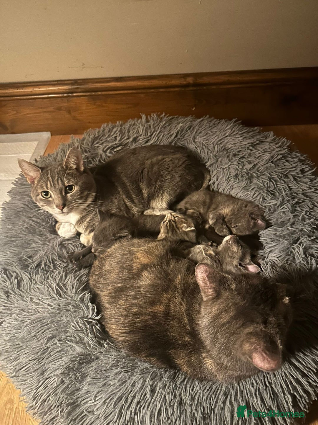 British Shorthair cats for sale: Kitten for sale 8 weeks - Image 2