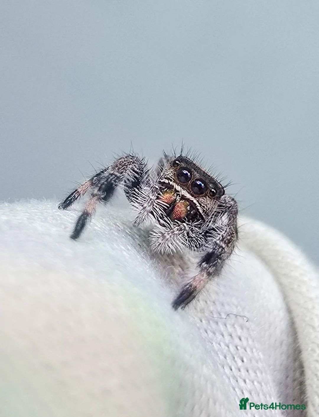 Spiders invertebrates for sale: JUMPING SPIDERS - Advert 7