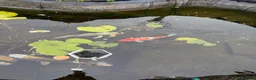Koi Carp fish for sale: Koi carp for sale  in Gravesend - Advert 2