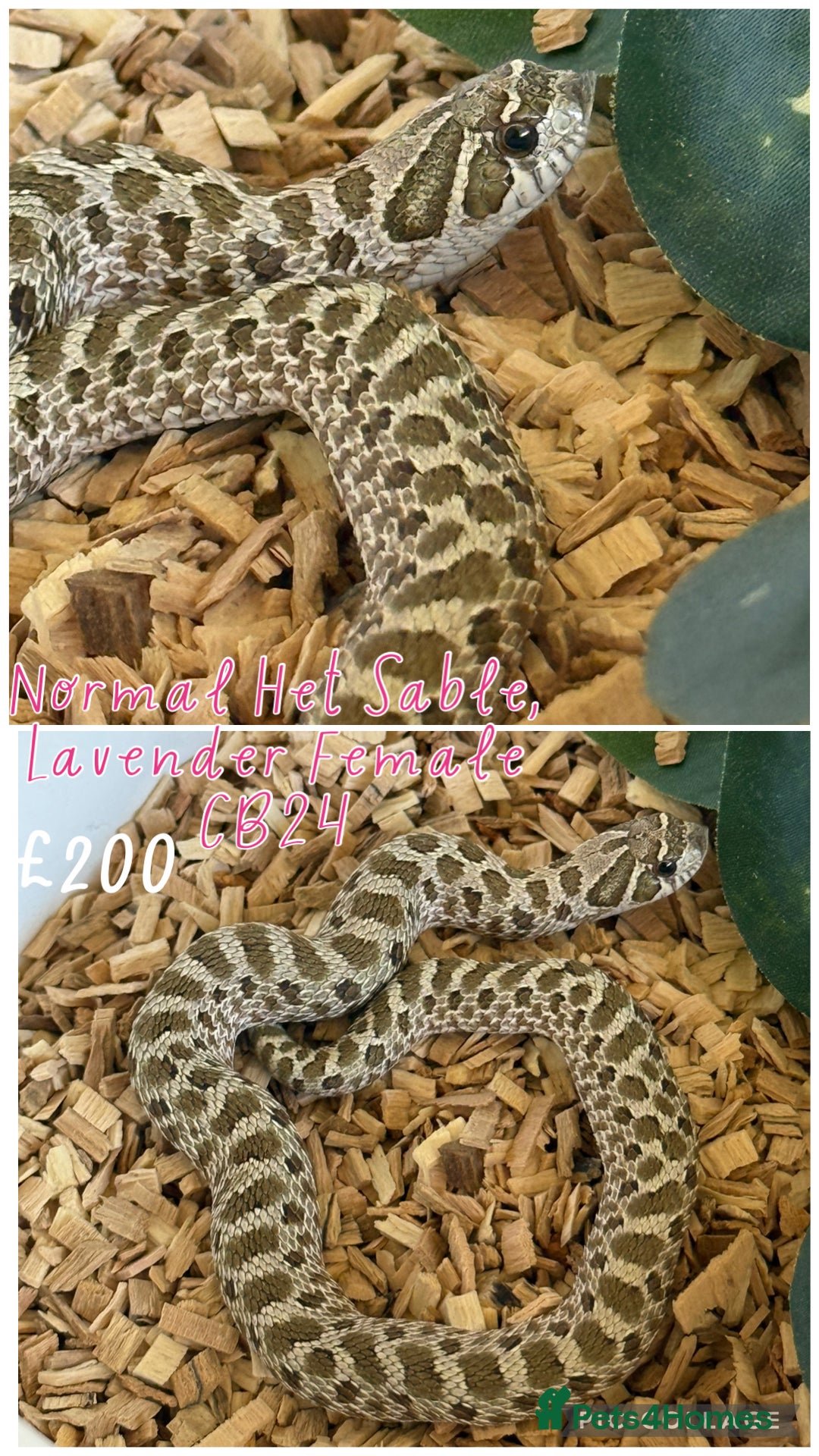 Snake reptiles for sale: Baby snakes for sale!! - Advert 4