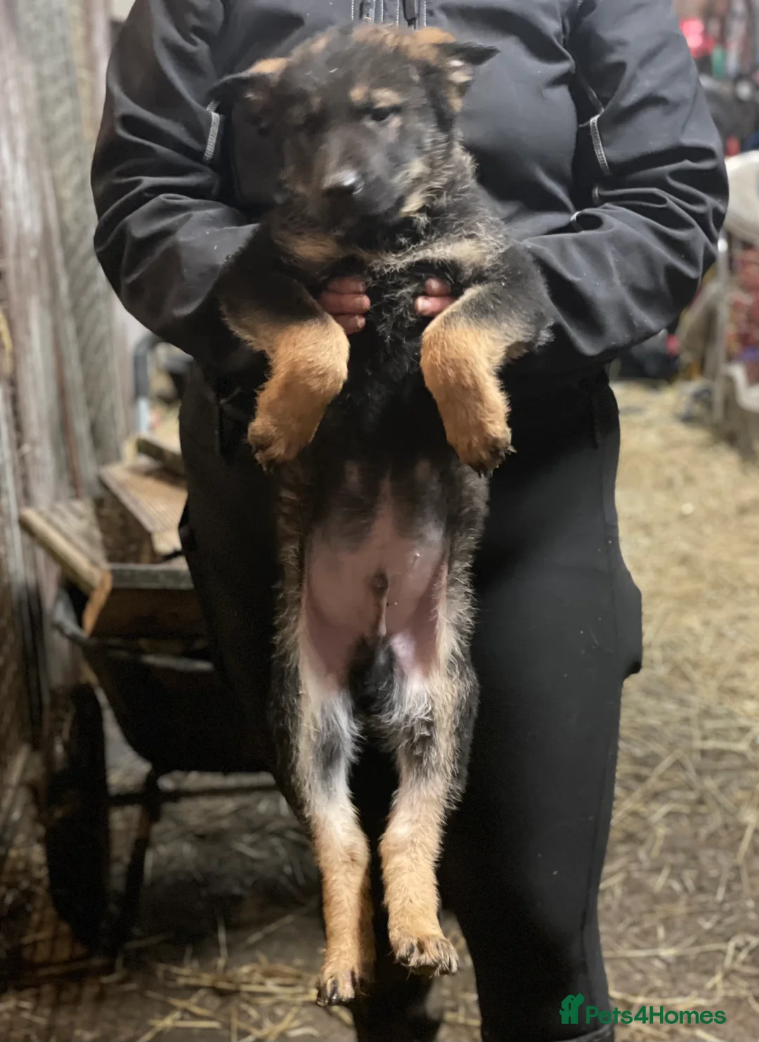 Shepsky dogs for sale: German Shepherd cross Husky Puppies  - Advert 7