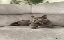 British Shorthair cats for sale: British blue shorthair kittens for sale - Image 10