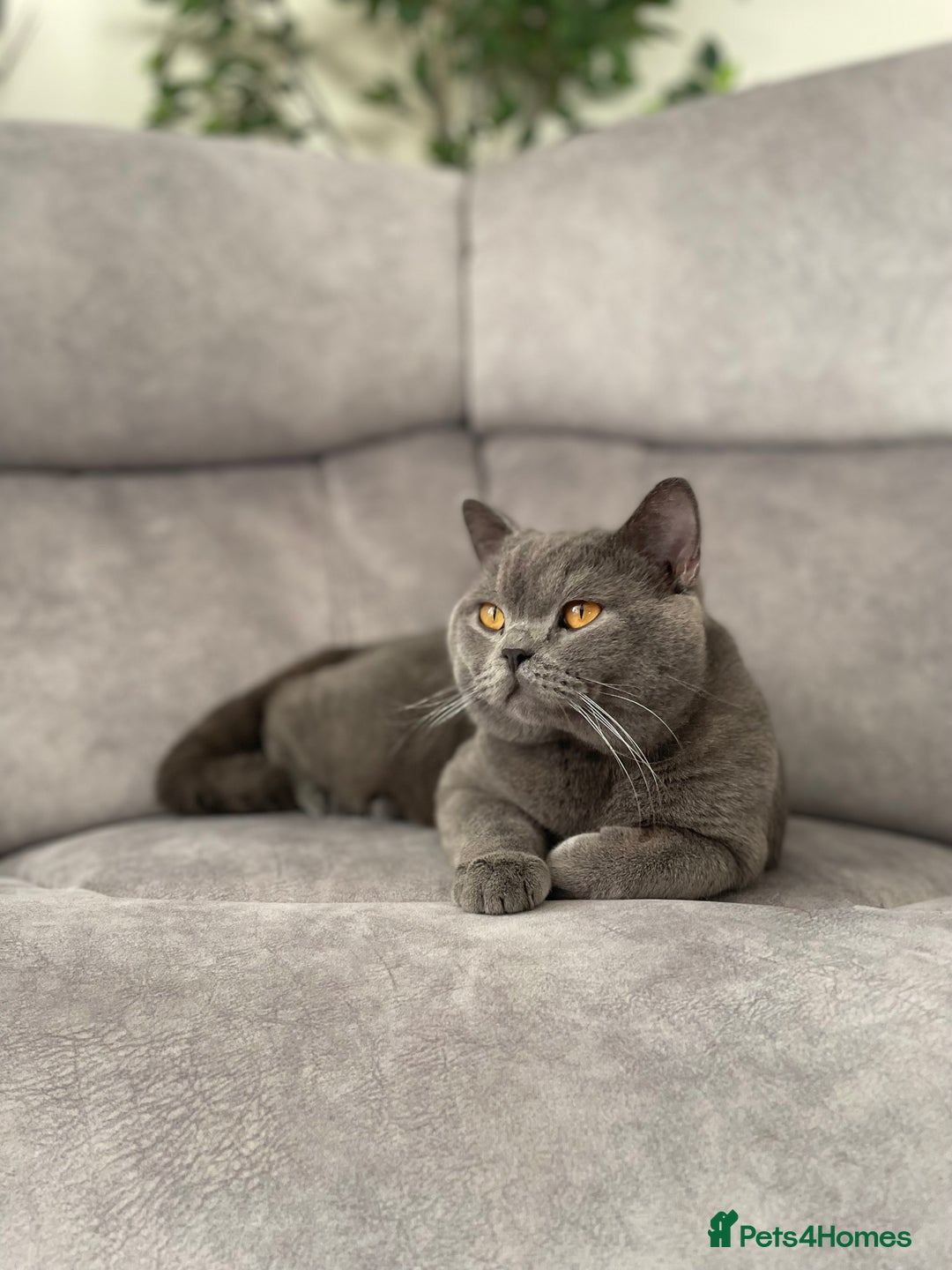 British Shorthair cats for sale: British blue shorthair kittens for sale - Image 10