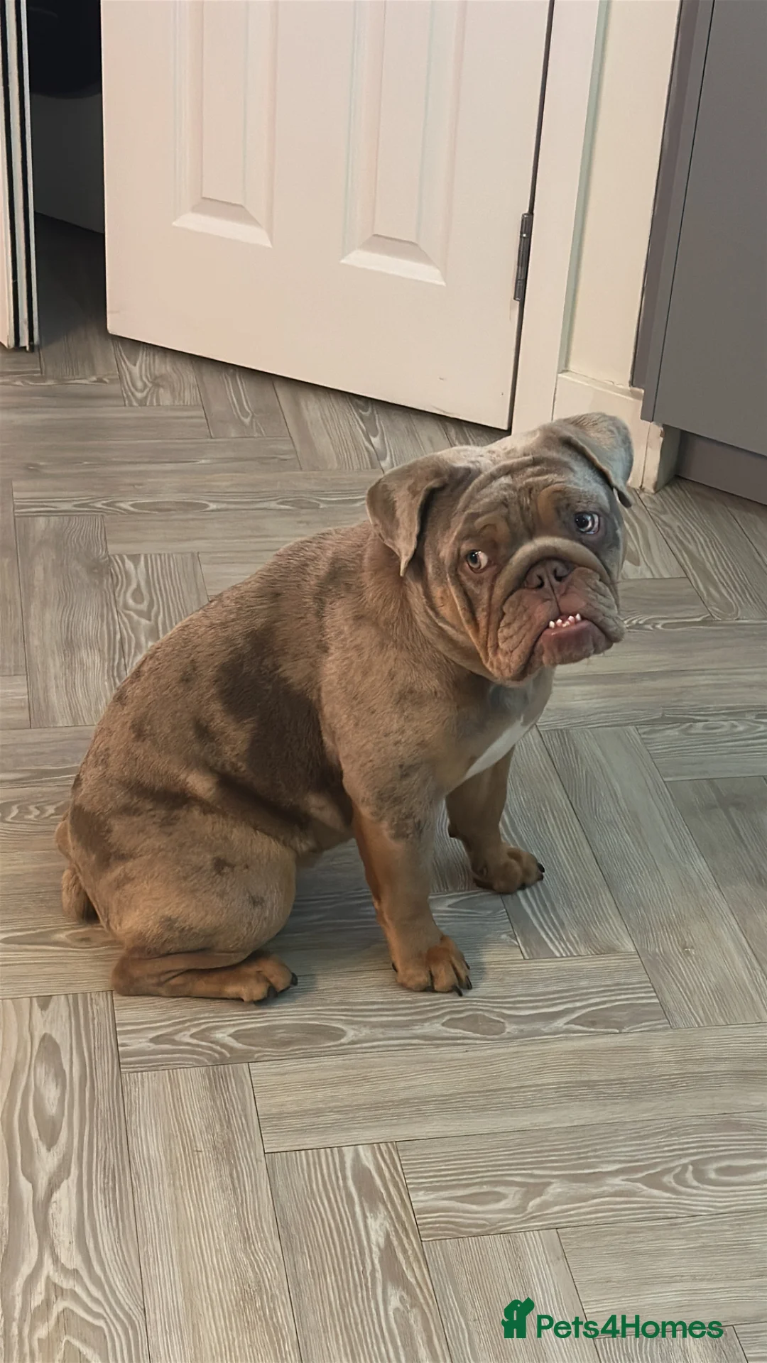 English Bulldog dogs for sale: KC Registered Lilac Merle English Bulldog Female - Advert 2