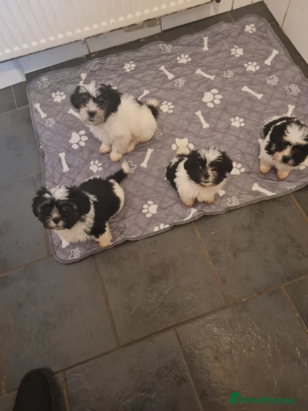 Mixed Breed dogs for sale: Shizu x tebtebn terrier  - Advert 2