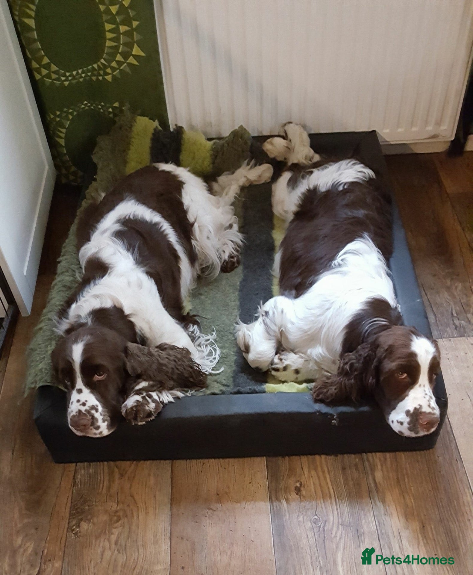 English Springer Spaniel dogs Show bred English Springer Spaniel puppies - Advert 1