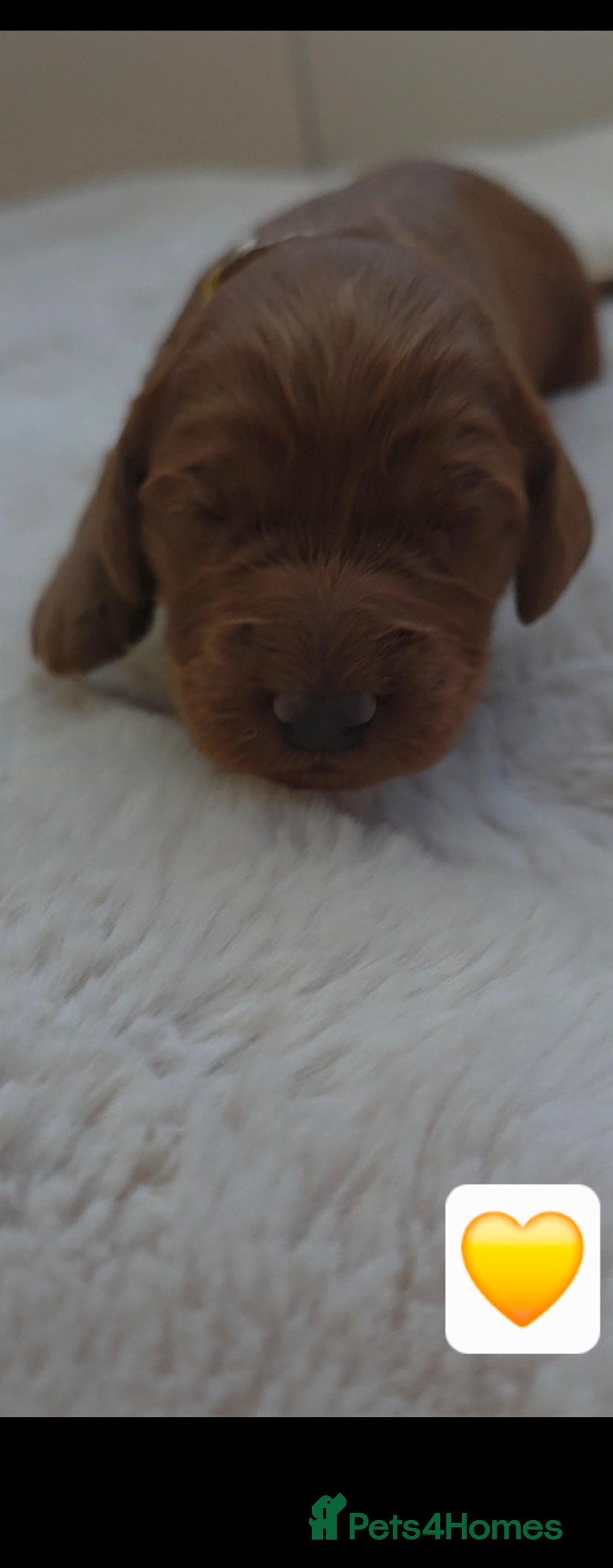 Cockapoo dogs for sale: 🐶🐾Beautiful Fox red F1 Cockerpoo Puppies 🐾🐶 - Advert 4