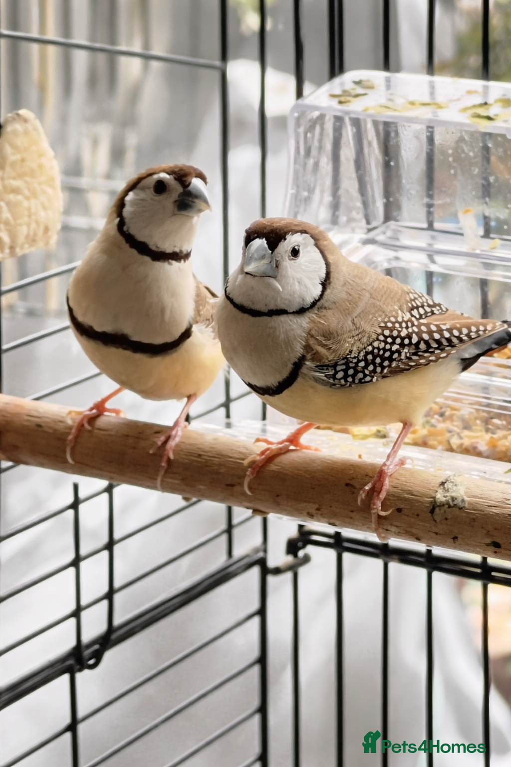 Finches birds Finches Bird/ Owl finches - Advert 4