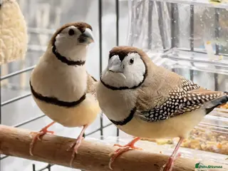 Finches birds Finches Bird/ Owl finches - Advert 4