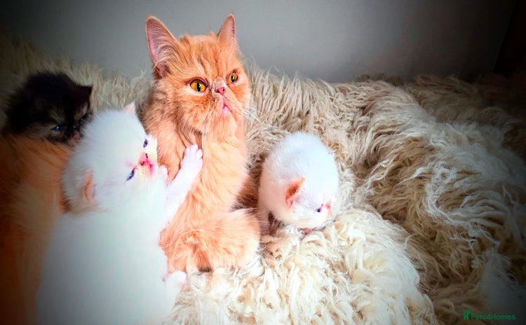 Persian cats - Advert 2