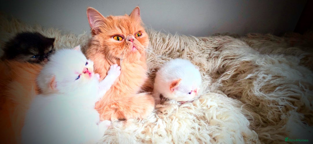 Persian cats for sale: Beautiful and Rare Purebred Persian Kittens - Image 1