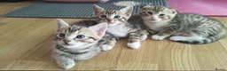 Bengal cats for sale: 5x Bengal kittes in Milton Keynes - Advert 6
