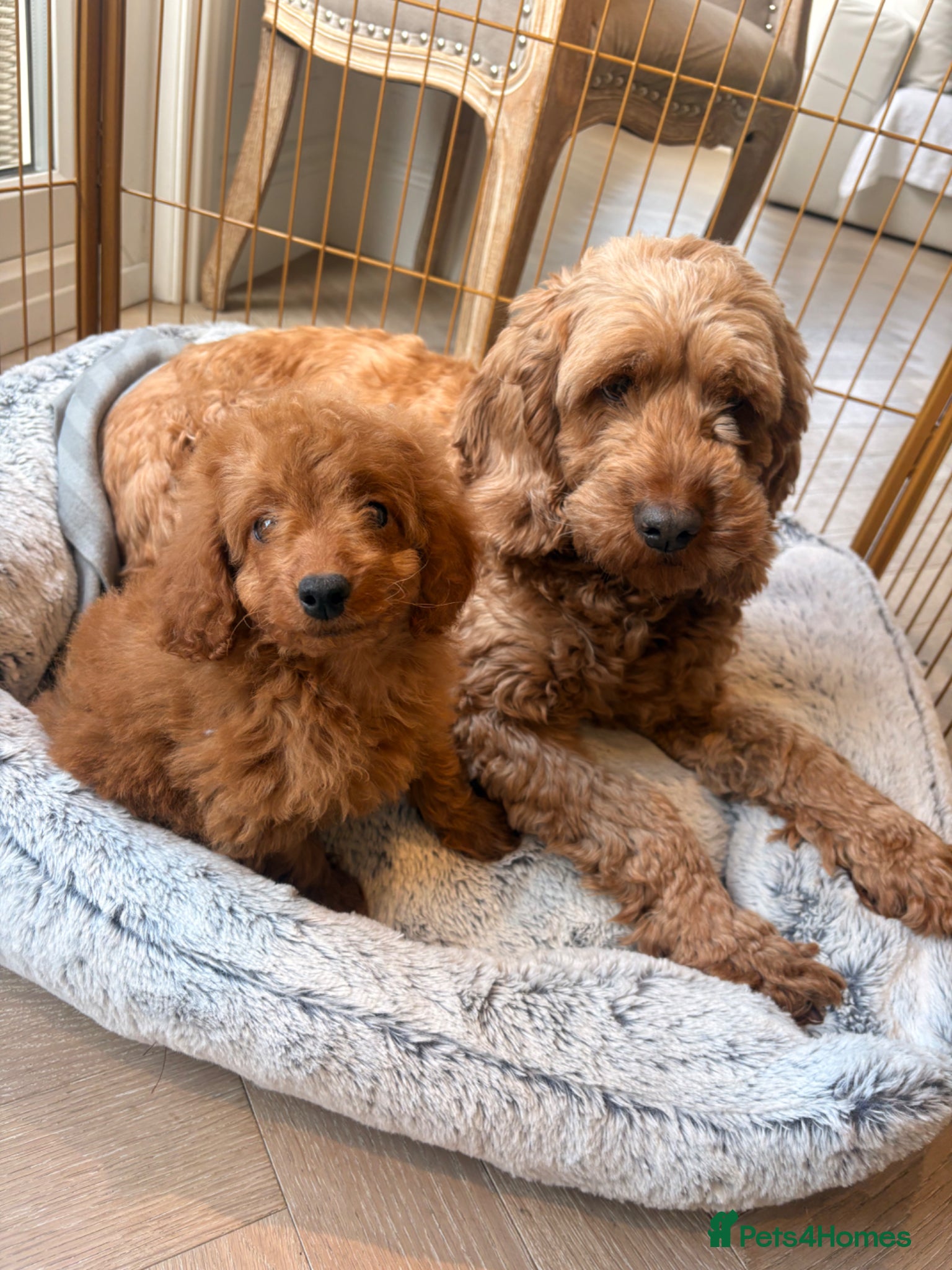 Cockapoo dogs LICENSED BREEDER QUALITY HEALTH TESTED COCKAPOOS - Advert 1