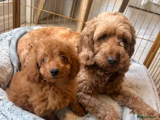 Cockapoo dogs for sale: LICENSED BREEDER QUALITY HEALTH TESTED COCKAPOOS - Advert 2