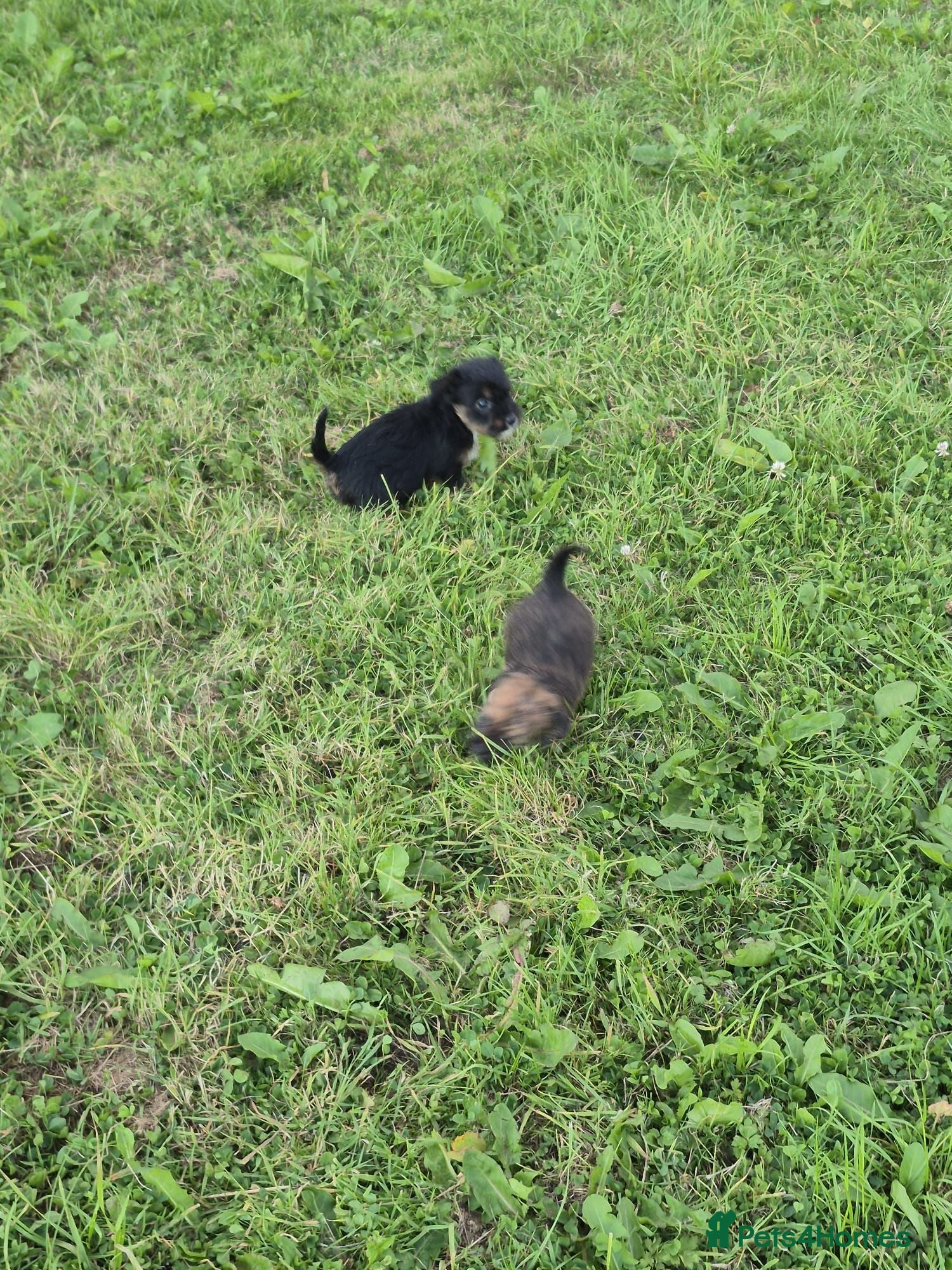 Miniature Dachshund dogs Dachshund pups - Advert 3