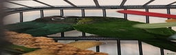 Conures birds for sale: Male and female conure  - Advert 4