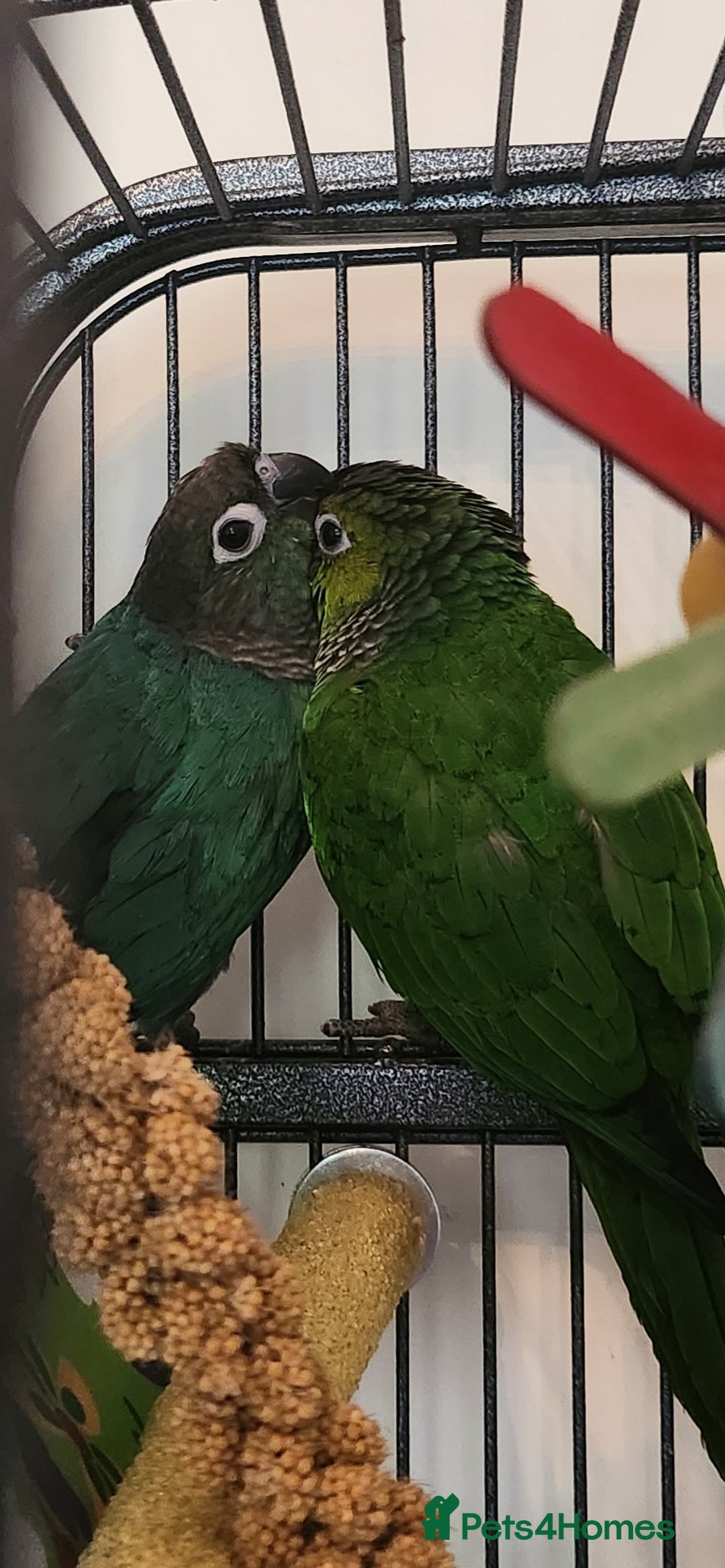Conures birds for sale: Male and female conure  - Advert 4