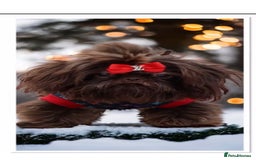 Mixed Breed dogs for sale: French bulldog X imperial shih tzu  - Image 35