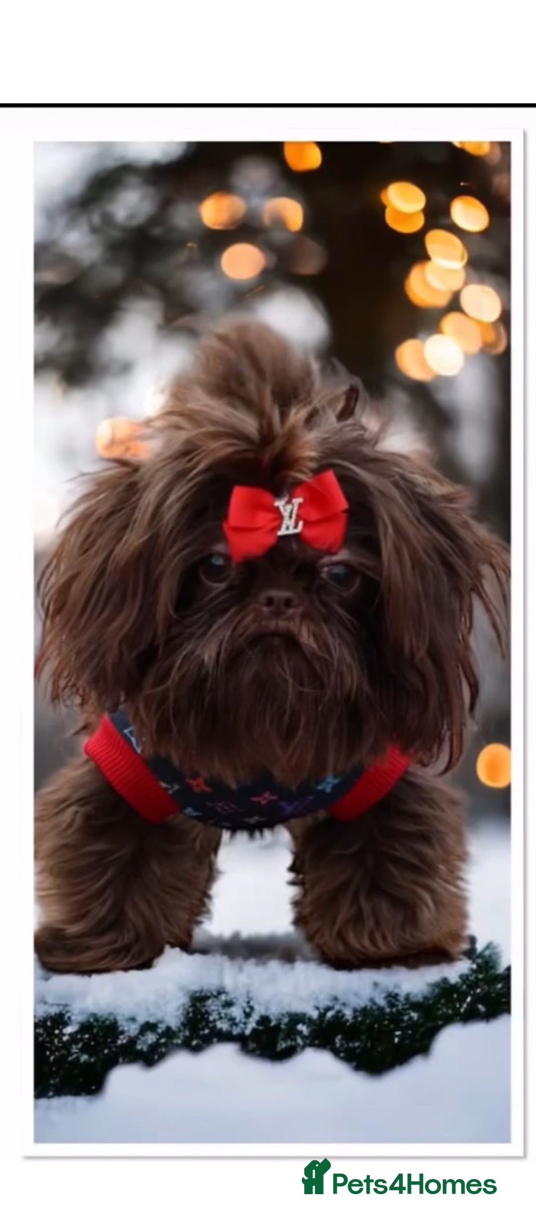 Mixed Breed dogs for sale: French bulldog X imperial shih tzu  - Image 35