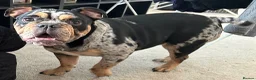Olde English Bulldogge dogs for sale: 2 female olde English bulldogs in London - Advert 12