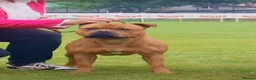Staffordshire Bull Terrier dogs for sale: Top Quality KC Reg Red Staffordshire Bull Terrier in Manchester - Advert 6