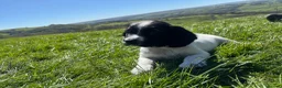 English Springer Spaniel dogs for sale: Gorgeous KC Springer Spaniels with excellent lines - Advert 14