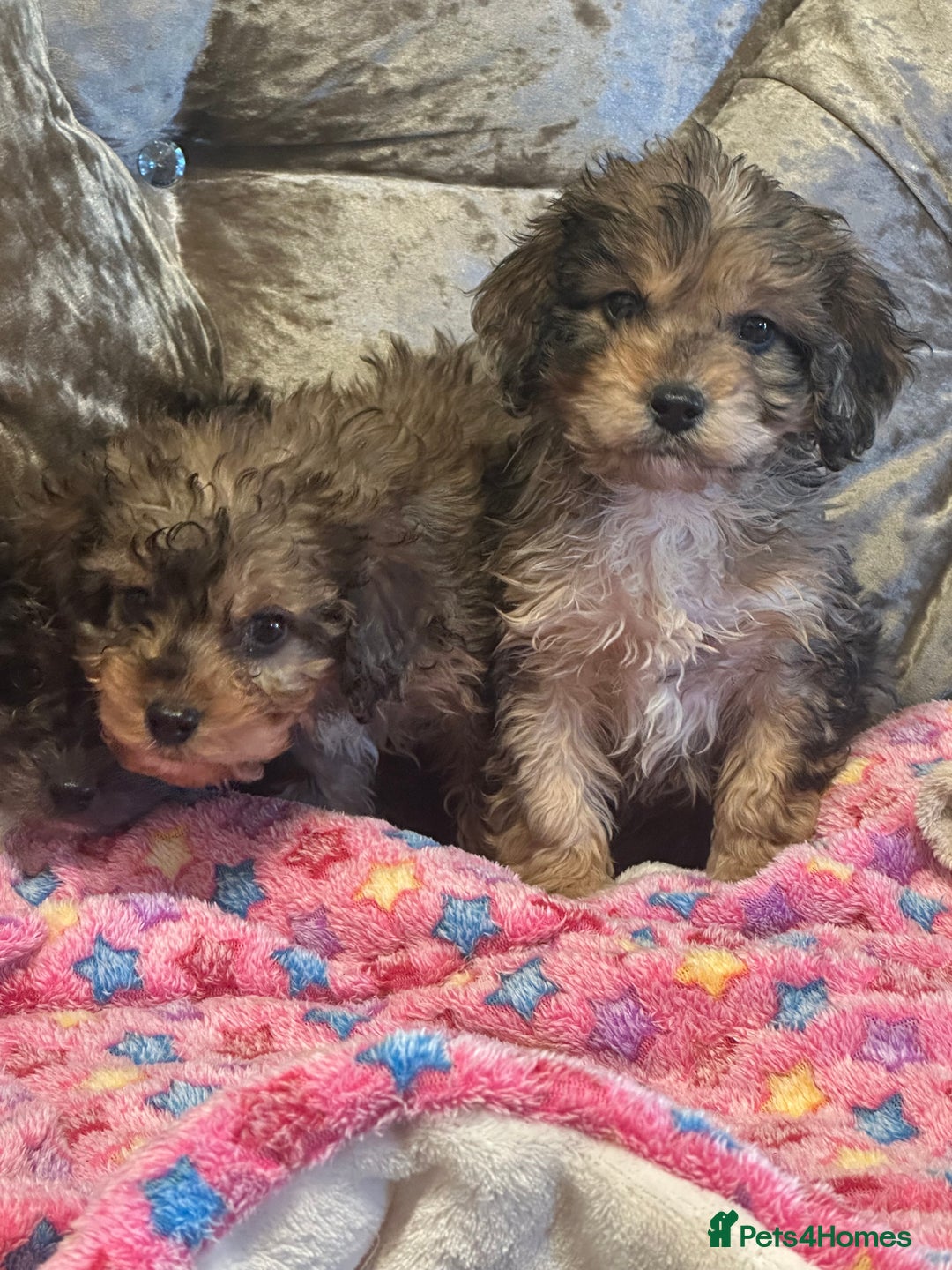 Cockapoo dogs for sale: Cockapoo puppies ready now  - Advert 7