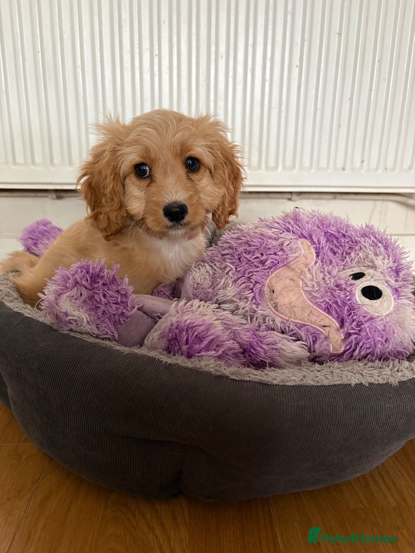 Cavapoo dogs Beautiful Cavapoo  - Advert 12